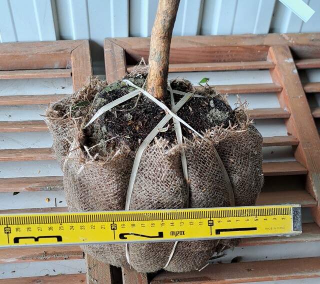 フェイジョア　ふぇいじょあ　植木組合