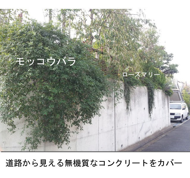 ローズマリー　這性　植栽例  モッコウバラ　植木組合　