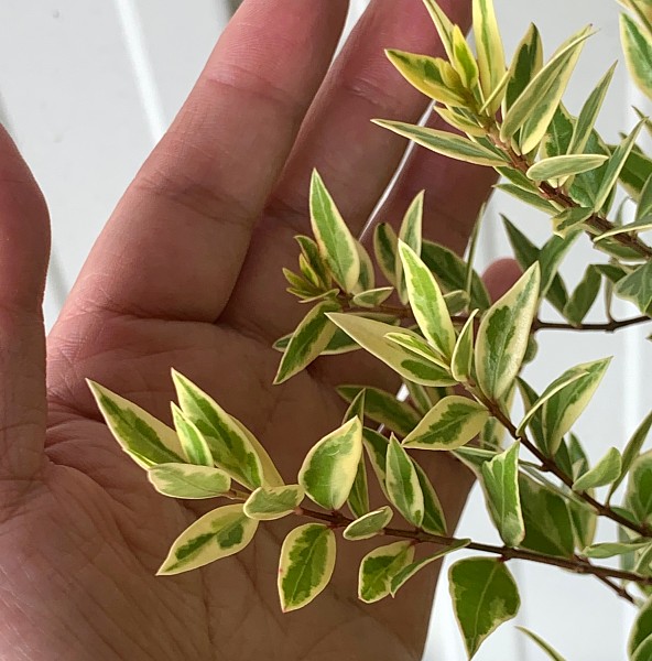 フイリギンバイカ（銀梅花・斑入りマートル・ミルタス