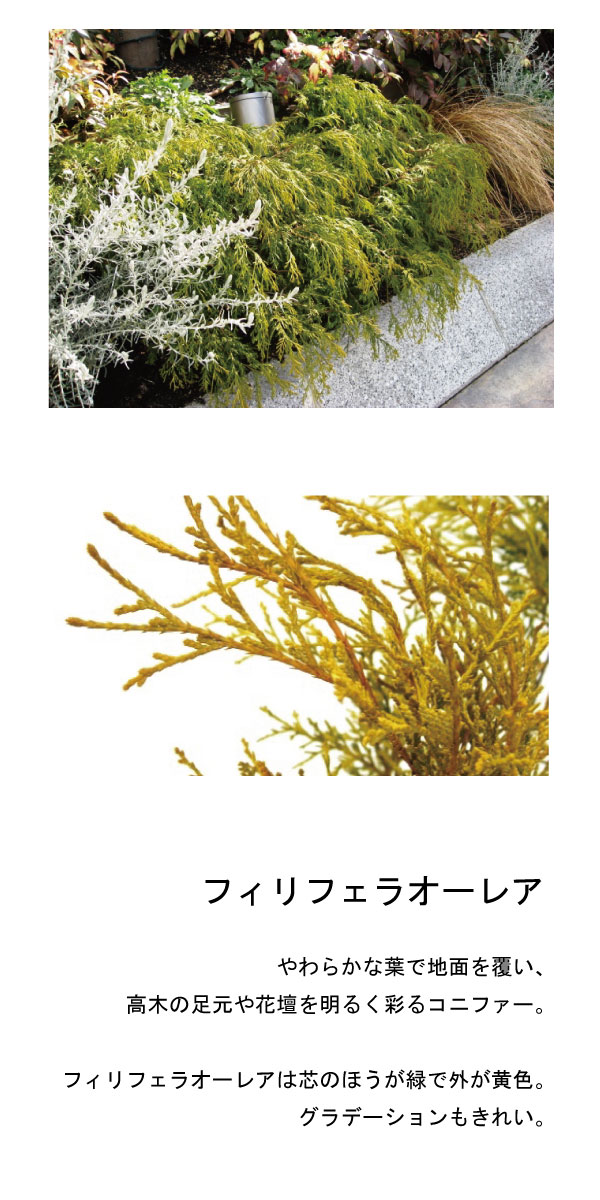 フィリフェラオーレア　植木組合