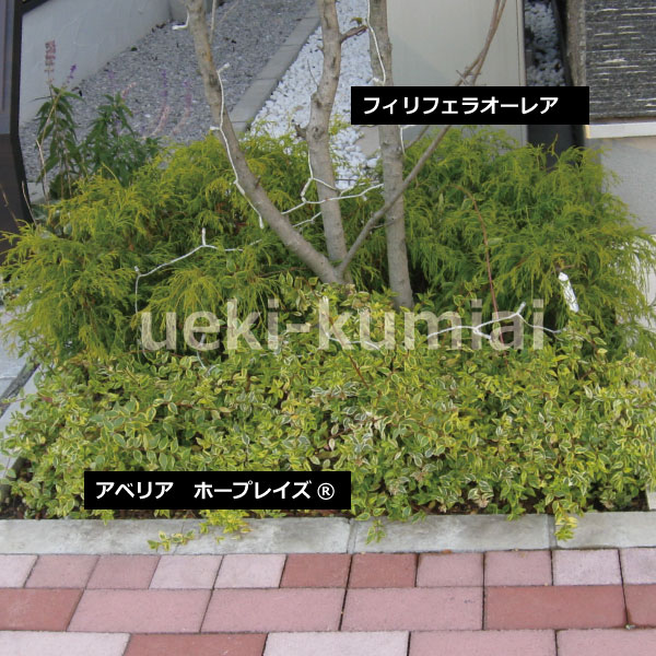 フィリフェラオーレア　アベリア　植栽例　ホープレイズ