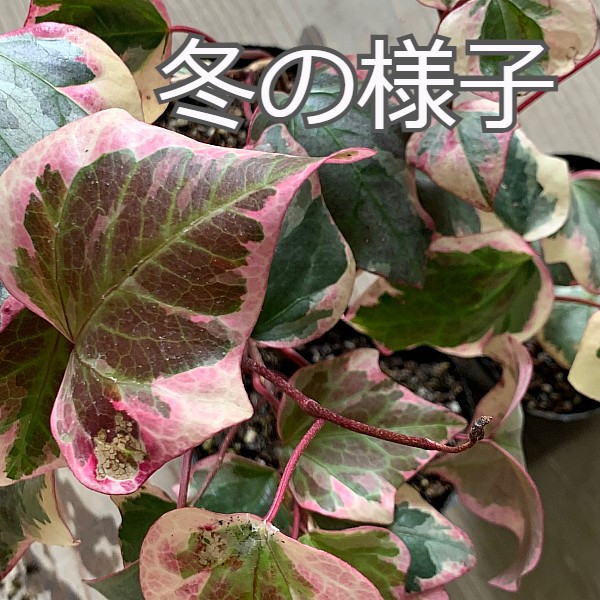 斑入り　カナリエンシス　冬の様子　植木組合　バリエガータ