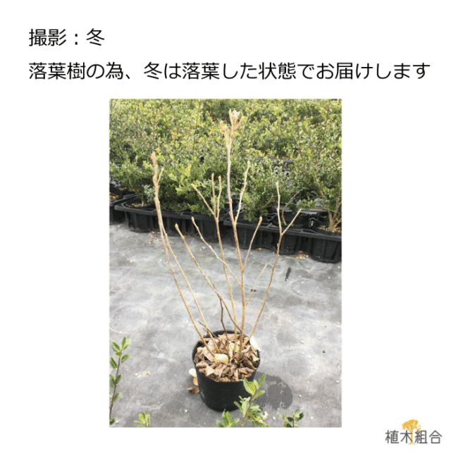 フォッサギラ　ブルーシャドウ　ふぉっさぎら　ぶるーしゃどう　植木組合