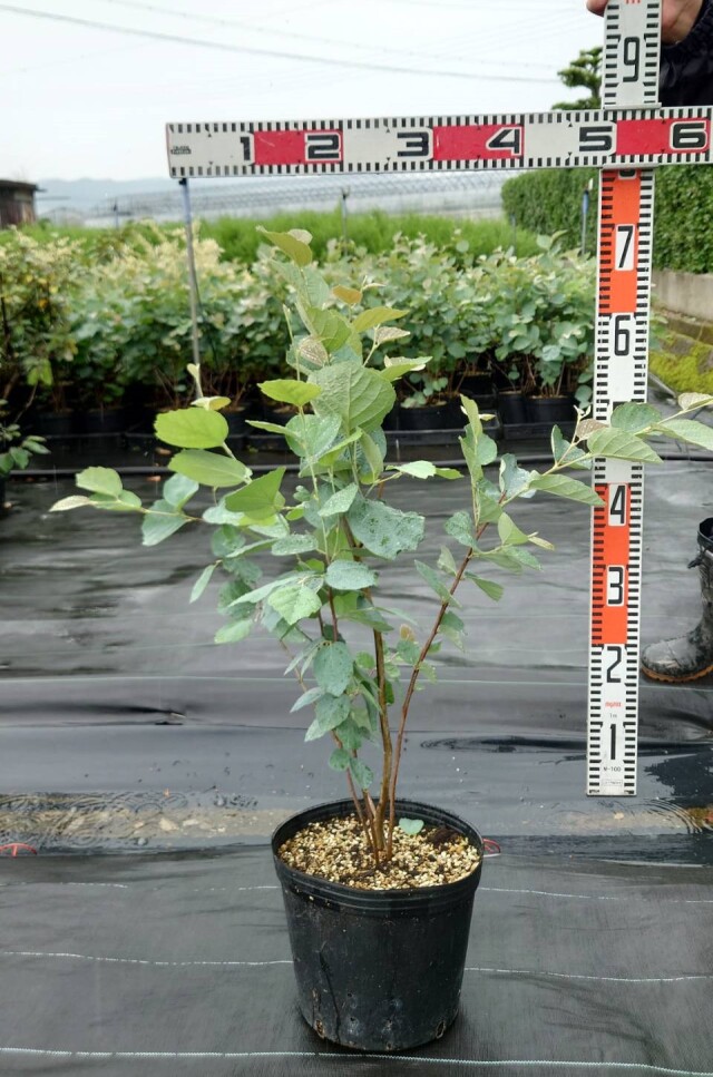 フォッサギラ　ブルーシャドウ　大株　植木組合
