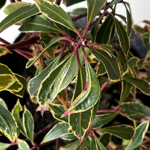 斑入りアセビ 高さ約15～20cm 15cmポット入り 5000円税抜お