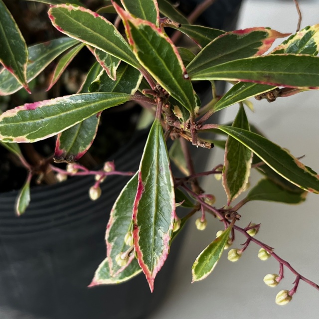 斑入りアセビ 高さ約15～20cm 15cmポット入り 5000円税抜お