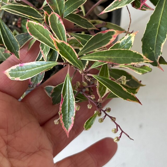 斑入りアセビ 高さ約15～20cm 15cmポット入り 5000円税抜お