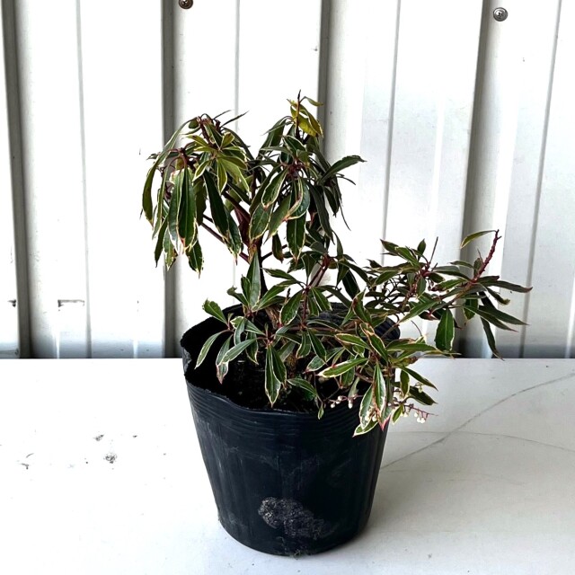 週末特価！無二。。山採りアセビ。。 斑入りアセビ 高さ約15～20cm 15cmポット入り 5000円税抜お