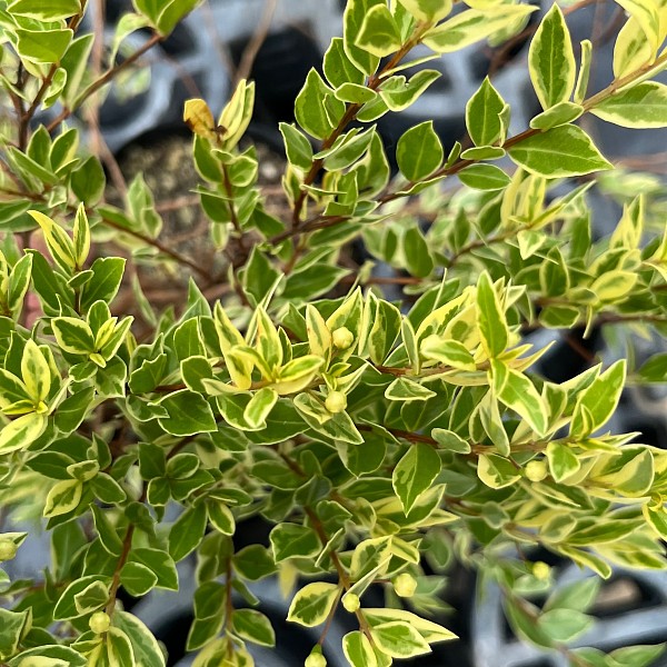 フイリギンバイカ（銀梅花・斑入りマートル・ミルタス