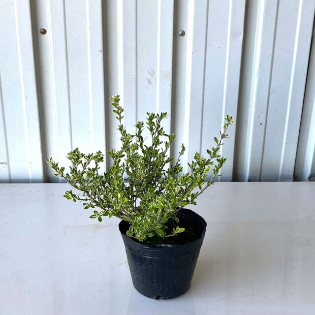 フイリハクチョウゲ　20cm　　植木組合