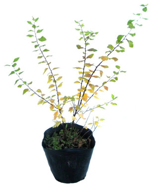 斑入りコデマリ　ピンクアイス　メイン