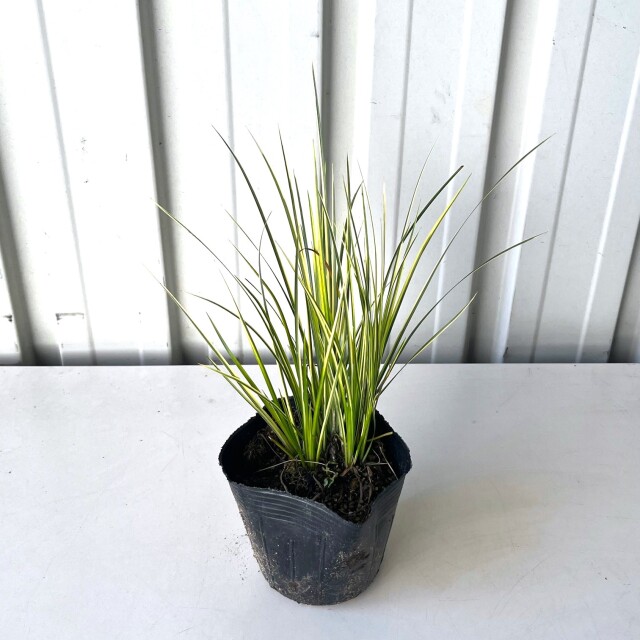 只今1芽立になります】ヤブラン 斑入葉 苗（単品・セット販売）