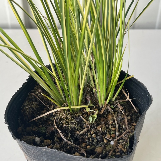 セキショウ　斑入　苗　植木組合　葉