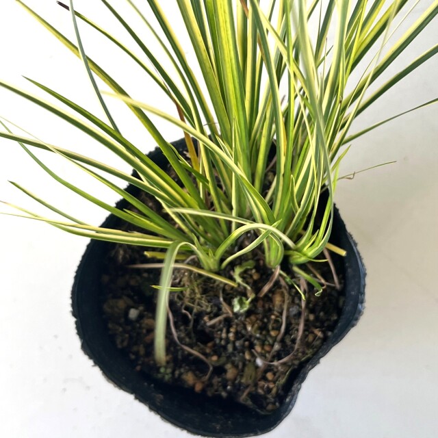 セキショウ　斑入　苗　植木組合　葉