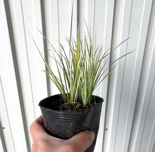 セキショウ　斑入　苗　植木組合　葉