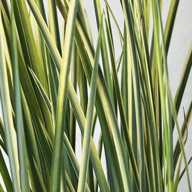セキショウ　斑入　苗　植木組合　葉