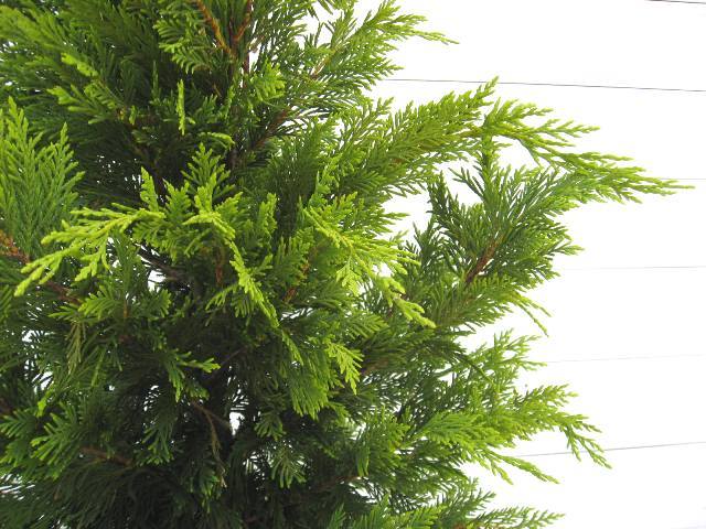 コニファー　こにふぁー　ゴールドライダー　ごーるどらいだー　葉　植木組合