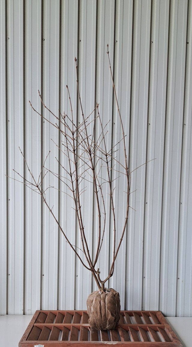 ガマズミ　がまずみ　植木組合