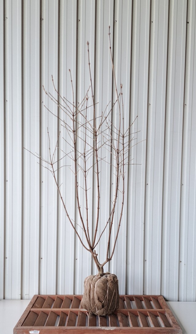 ガマズミ　がまずみ　植木組合