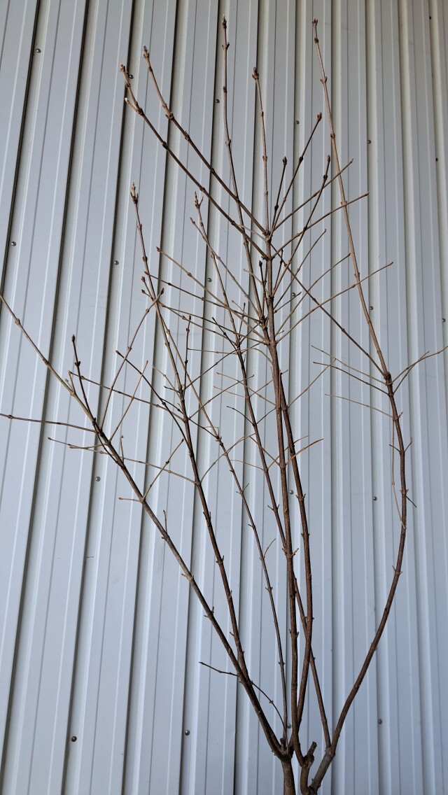 ガマズミ　がまずみ　植木組合