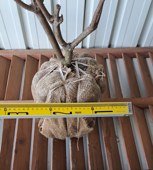 ガマズミ　がまずみ　植木組合