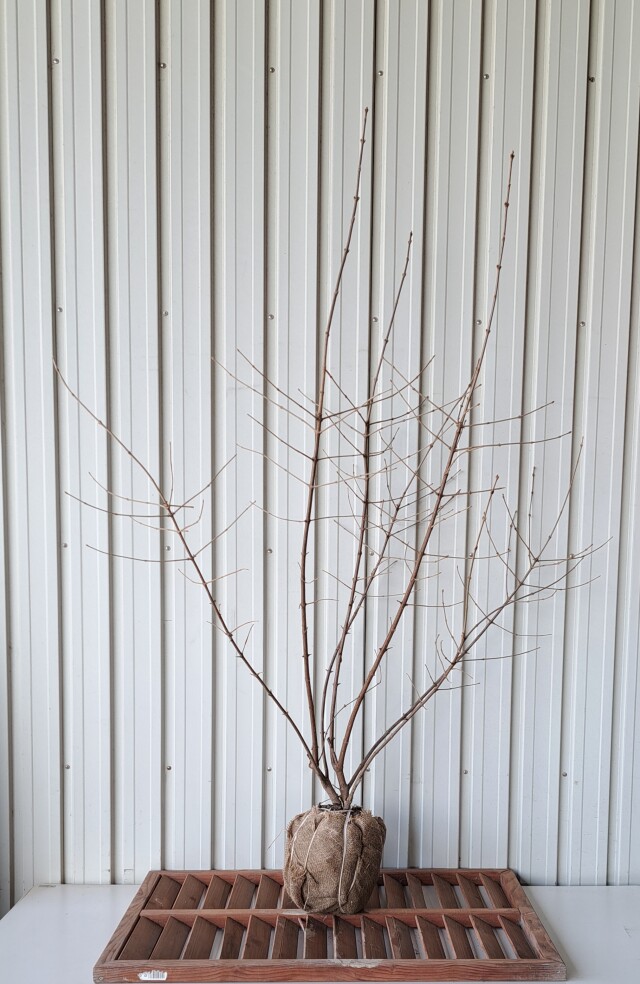 ガマズミ がまずみ 植木組合