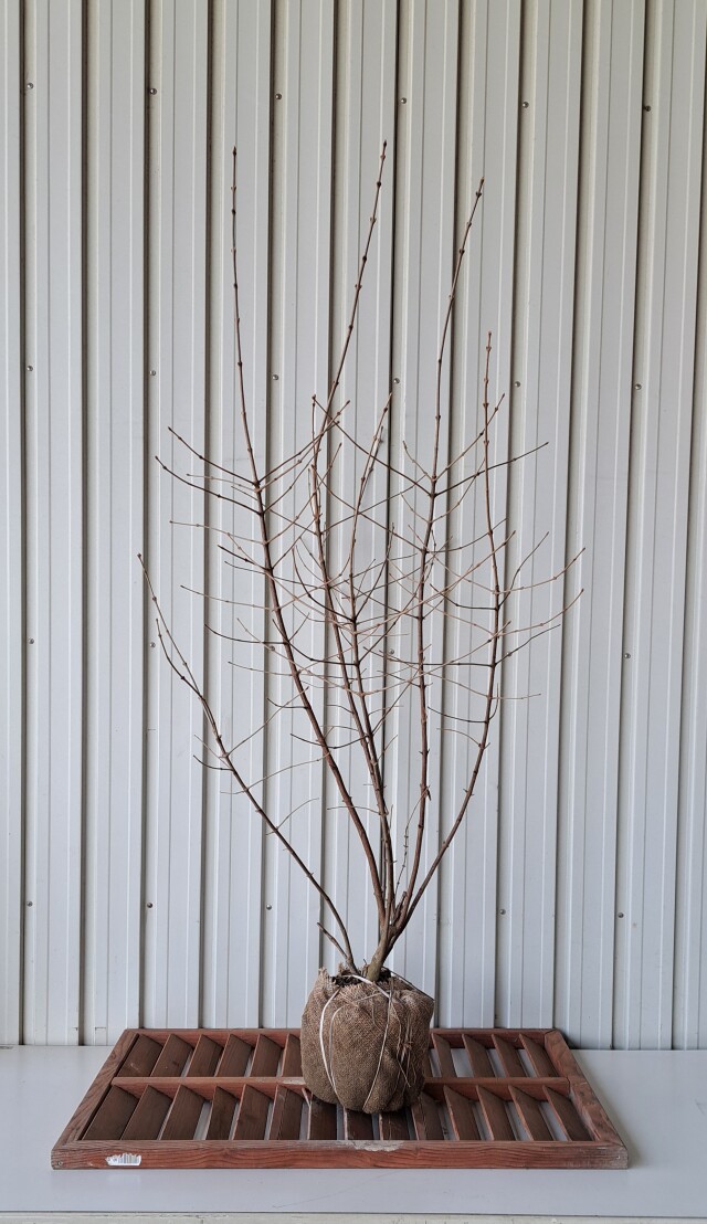 ガマズミ　がまずみ　植木組合