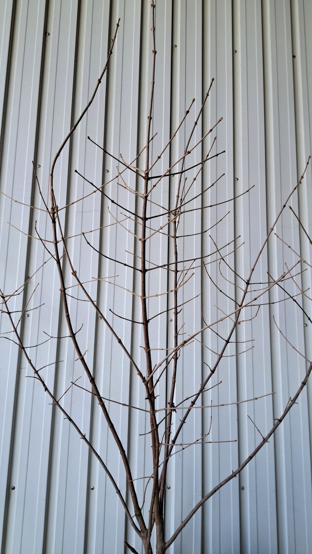 ガマズミ　がまずみ　植木組合