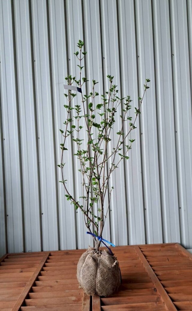 落葉樹　がまずみ　ガマズミ　植木組合　現物　赤い実　実　花　植木組合