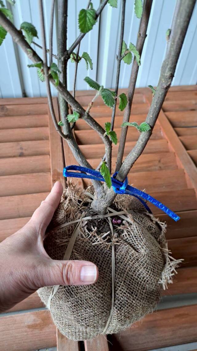 落葉樹　がまずみ　ガマズミ　植木組合　現物　赤い実　実　花　植木組合