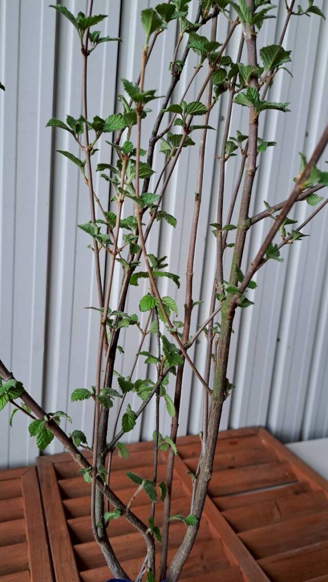 落葉樹　がまずみ　ガマズミ　植木組合　現物　赤い実　実　花　植木組合