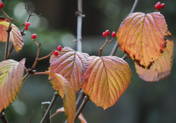 ガマズミ　紅葉　がまずみ　葉　植木組合