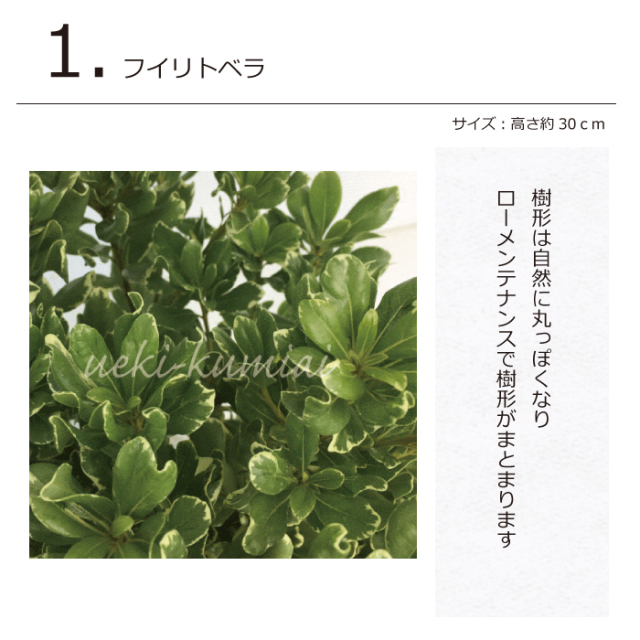 ガーデンセット　S　【カフェスタイル】【アーバン】　プロ監修　配置案・ガイド・肥料・手袋付き　植木組合オリジナル