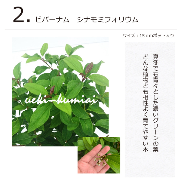 ガーデンセット　S　【カフェスタイル】【アーバン】　プロ監修　配置案・ガイド・肥料・手袋付き　植木組合オリジナル