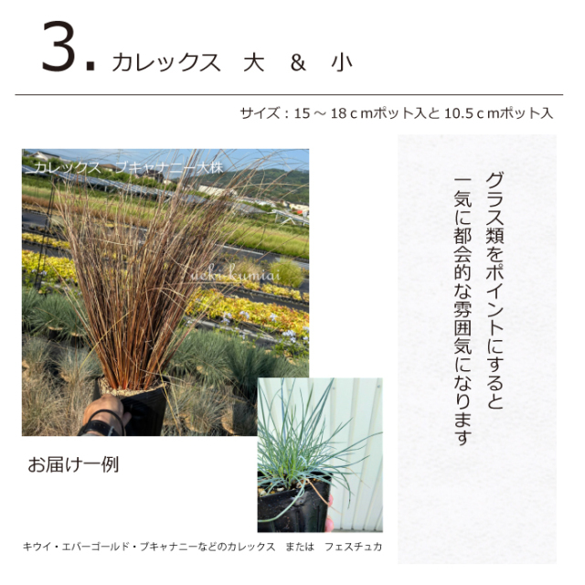 ガーデンセット　S　【カフェスタイル】【アーバン】　プロ監修　配置案・ガイド・肥料・手袋付き　植木組合オリジナル