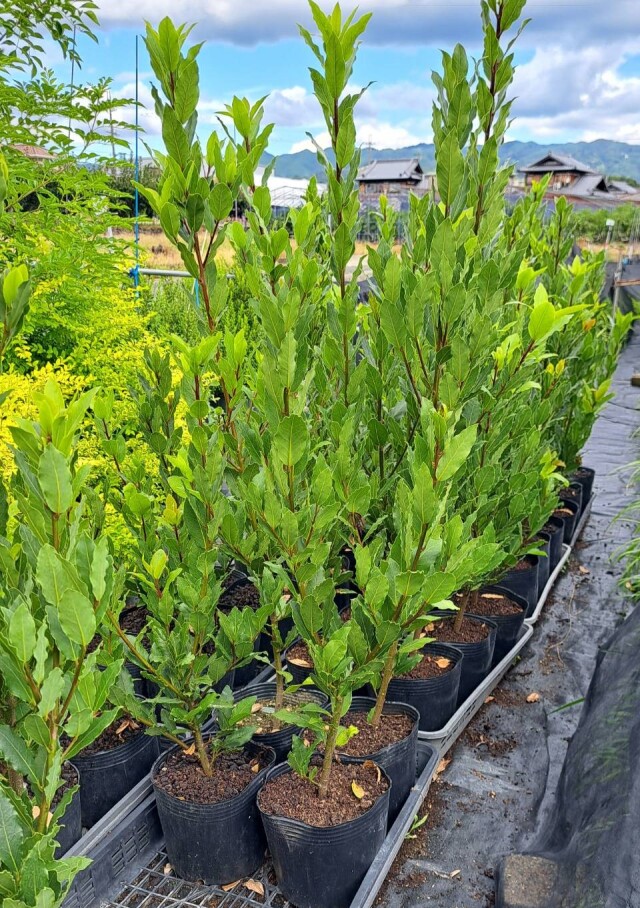 ゲッケイジュ　ローレル　ローリエ　げっけいじゅ　月桂樹　植木組合