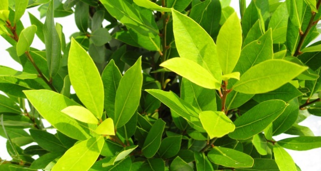 月桂樹　げっけいじゅ　ゲッケイジュ　ローレル　ろーれる　新芽　　葉　植木組合　