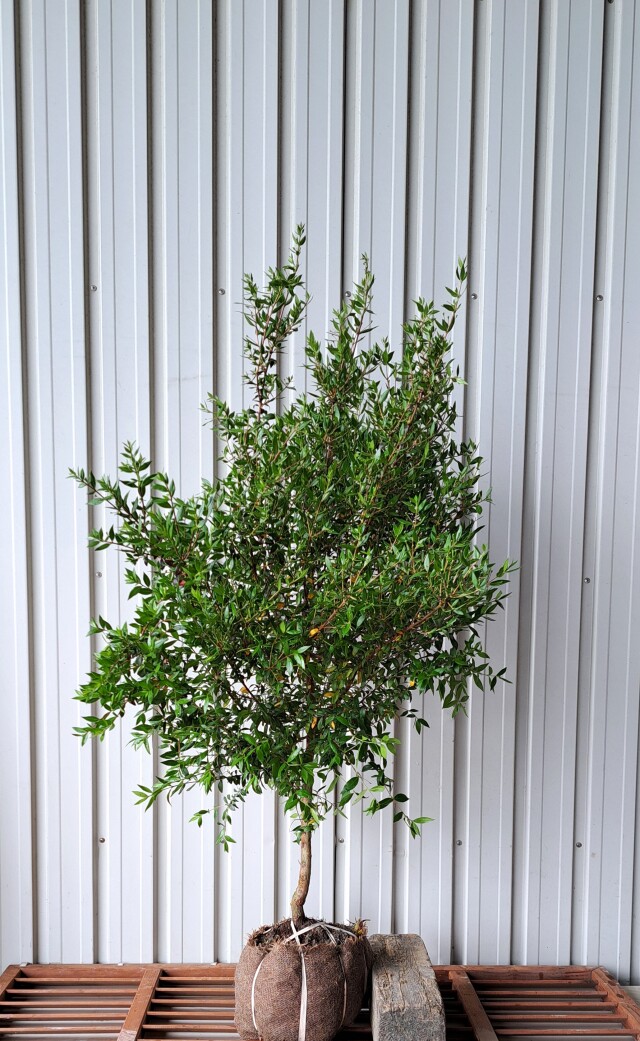 ギンバイカ　ぎんばいか　銀梅花　植木組合　