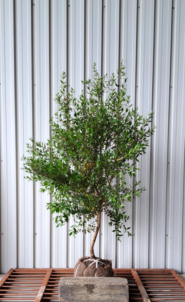ギンバイカ　ぎんばいか　銀梅花　植木組合　