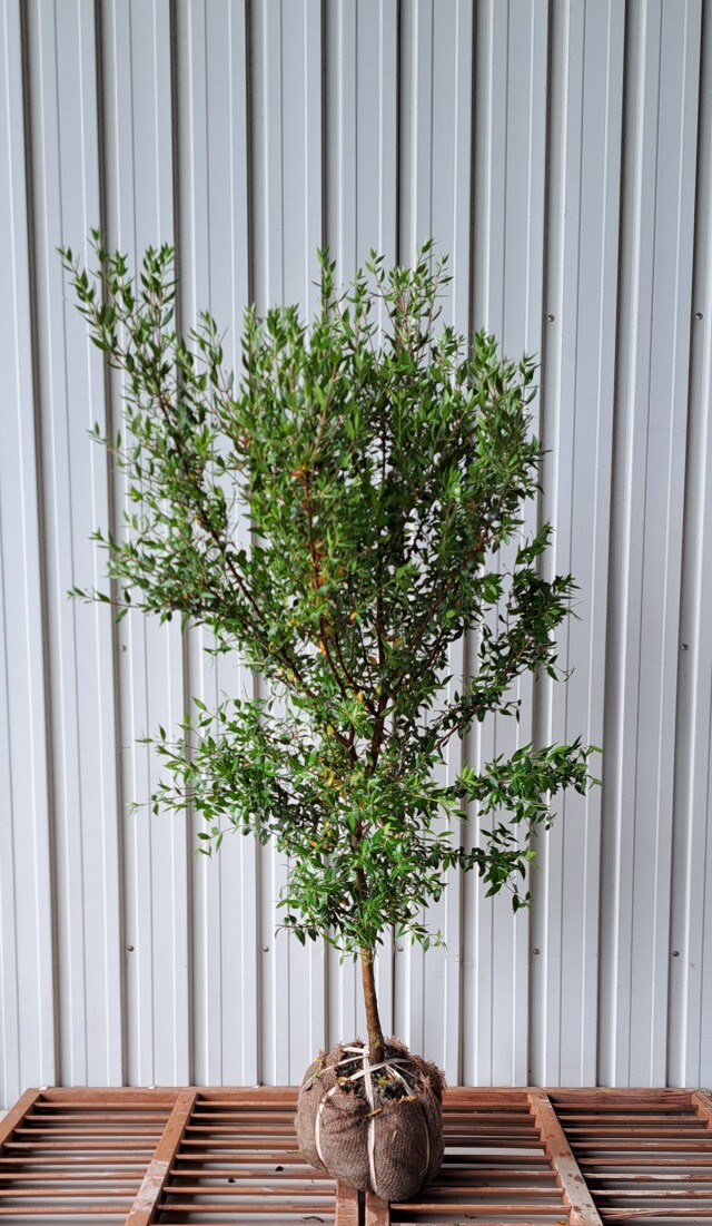 常緑樹】副木・サブツリー 植木組合