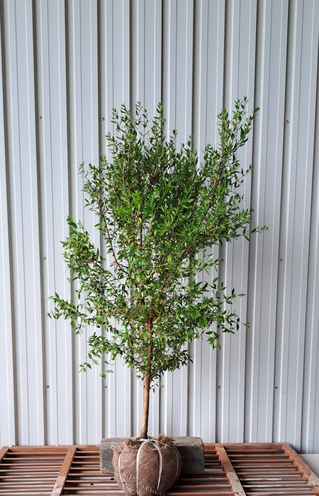 ギンバイカ　ぎんばいか　銀梅花　植木組合　