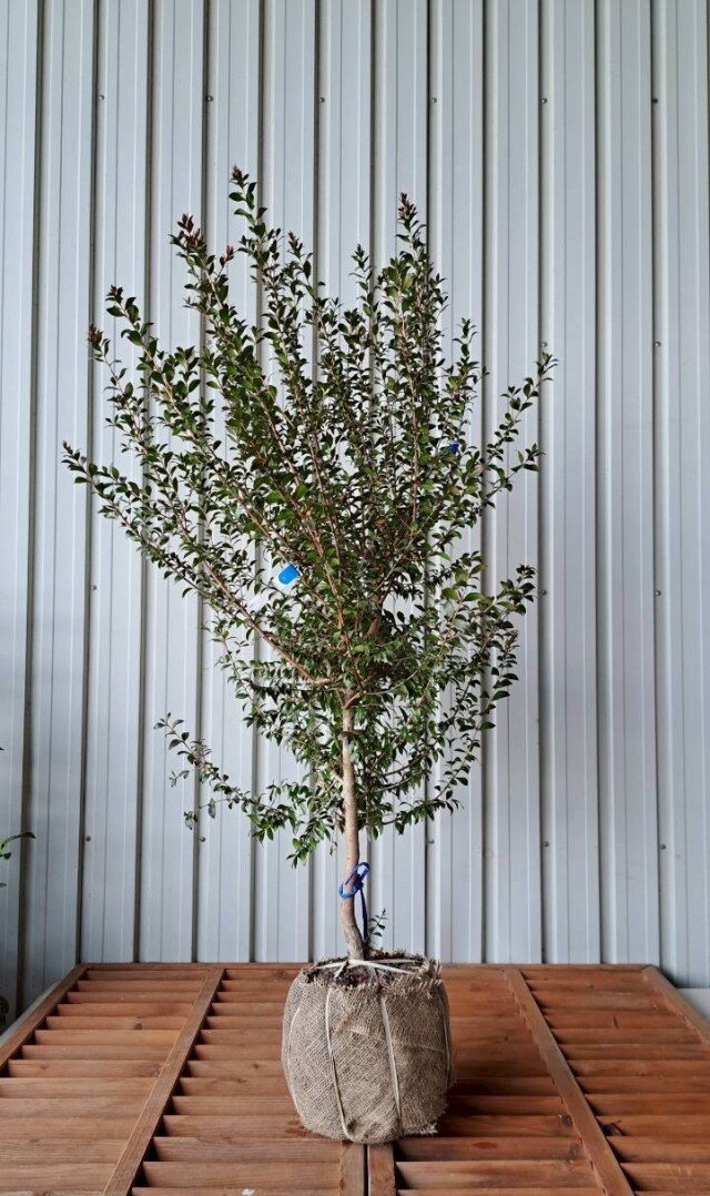 ギンバイカ　植木　現品販売　植木組合　植木市　銀梅花　ぎんばいか　花　