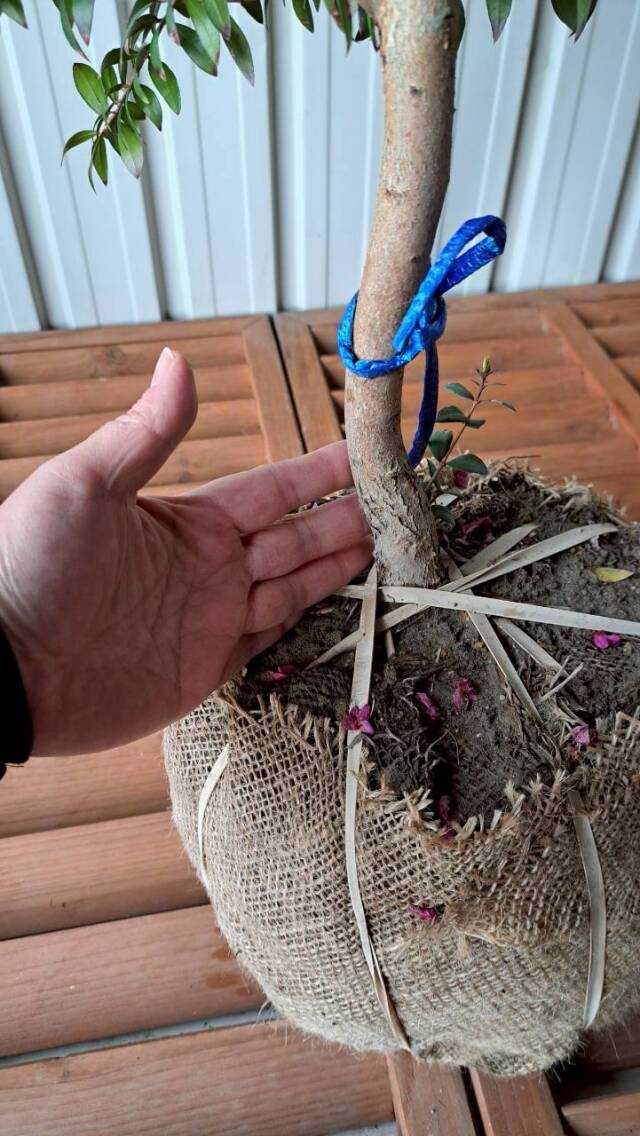 ギンバイカ　植木　現品販売　植木組合　植木市　銀梅花　ぎんばいか　花　