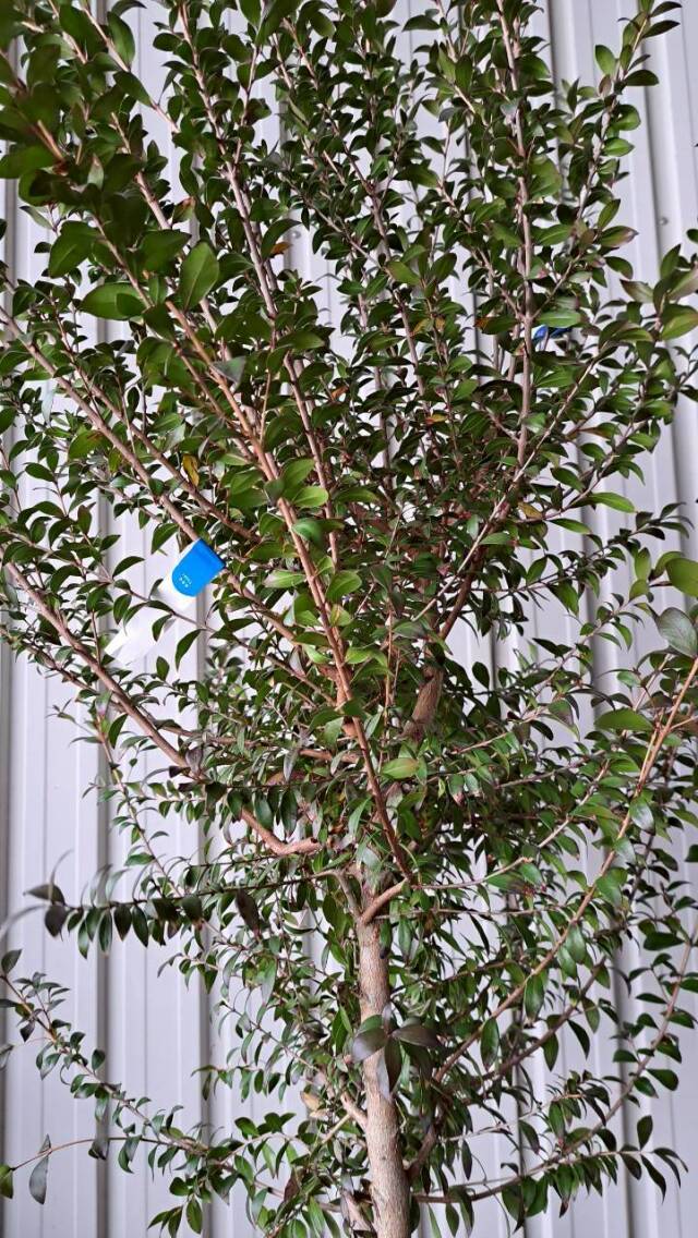 ギンバイカ　植木　現品販売　植木組合　植木市　銀梅花　ぎんばいか　花　