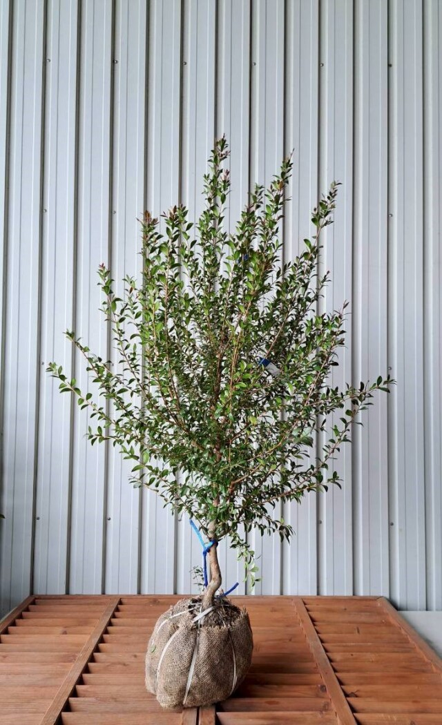 ギンバイカ　植木　現品販売　植木組合　植木市　銀梅花　ぎんばいか　花