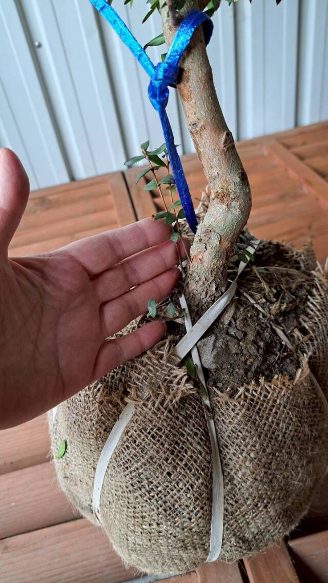 ギンバイカ　植木　現品販売　植木組合　植木市　銀梅花　ぎんばいか　花
