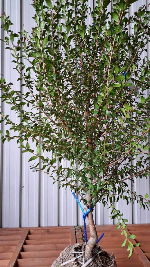 ギンバイカ　植木　現品販売　植木組合　植木市　銀梅花　ぎんばいか　花