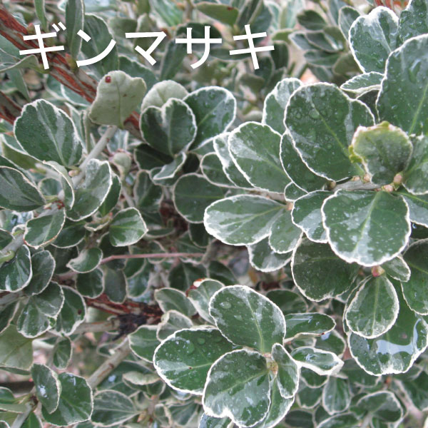 ギンマサキ　銀柾木