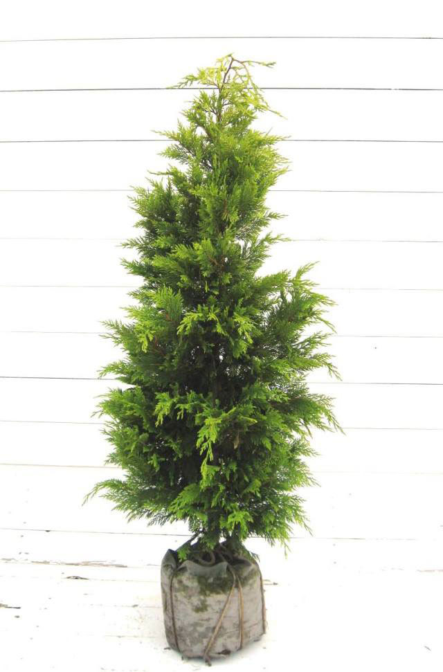 ゴールドライダー7本セット『樹高150㌢程。』