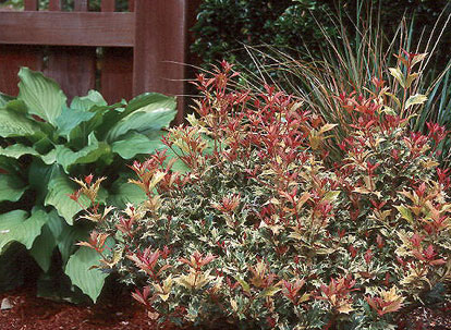 五色柊　ゴシキヒイラギ　ごしきひいらぎ　植栽例　植木組合